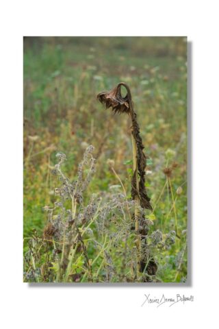 2025-11-07T08-26-59PENTAX-K-1-RPS-Ed-OS