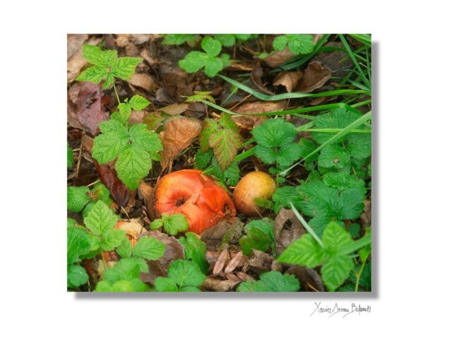 2025-11-07T09-13-40PENTAX-K-1-RPS-Ed