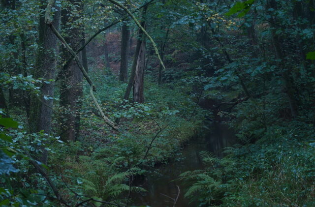 20200930T092648-PENTAX-K-1-RPS-VZ-Editar-Editar-2-De-OS