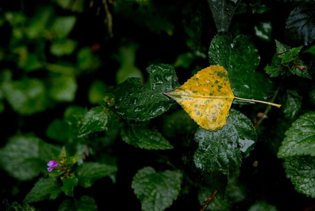 2026-08-19T10-47-22PENTAXTK-1-RPS-Editar-Ed-Ed